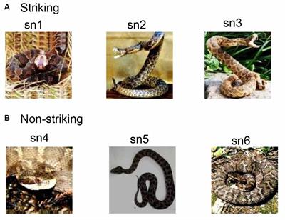 Preferential Neuronal Responses to Snakes in the Monkey Medial Prefrontal Cortex Support an Evolutionary Origin for Ophidiophobia